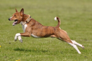 Chó Basenji