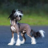 Chó Chinese Crested Dog