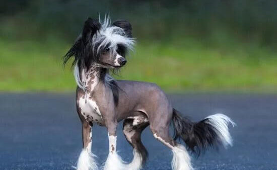 Đặc điểm và cách nuôi Chó Chinese Crested Dog