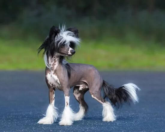 Chó Chinese Crested Dog