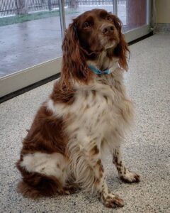 Chó Spaniel Brittany