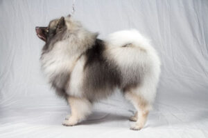 Chó Keeshond