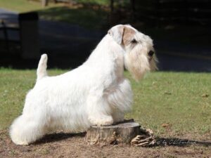 Chó Sealyham Terrier