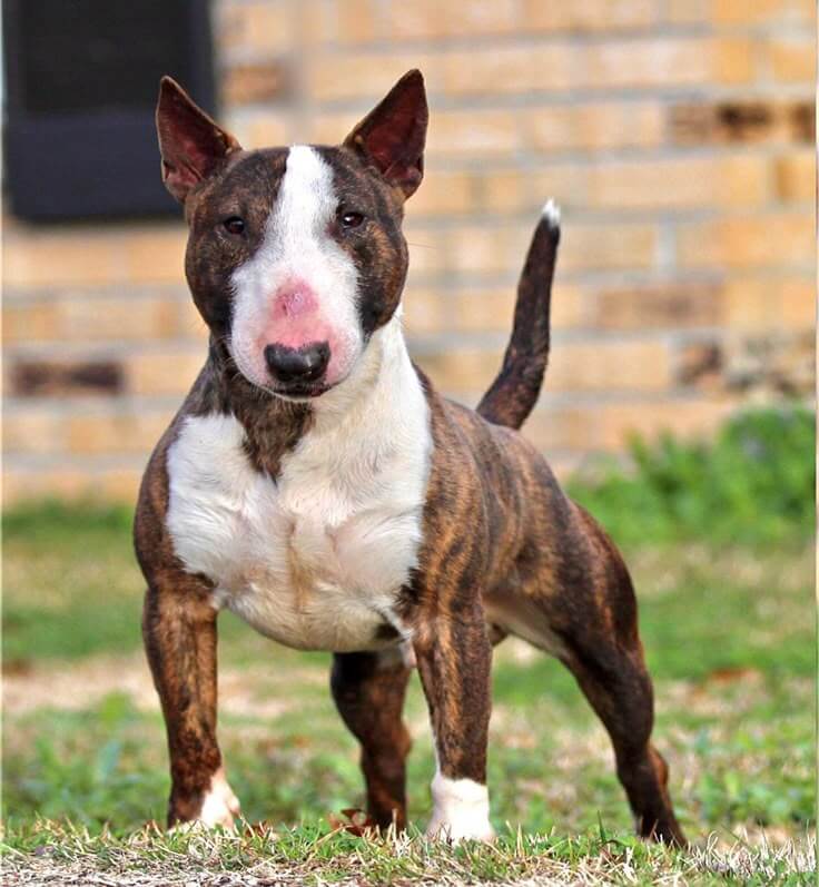 Chó Bull Terrier