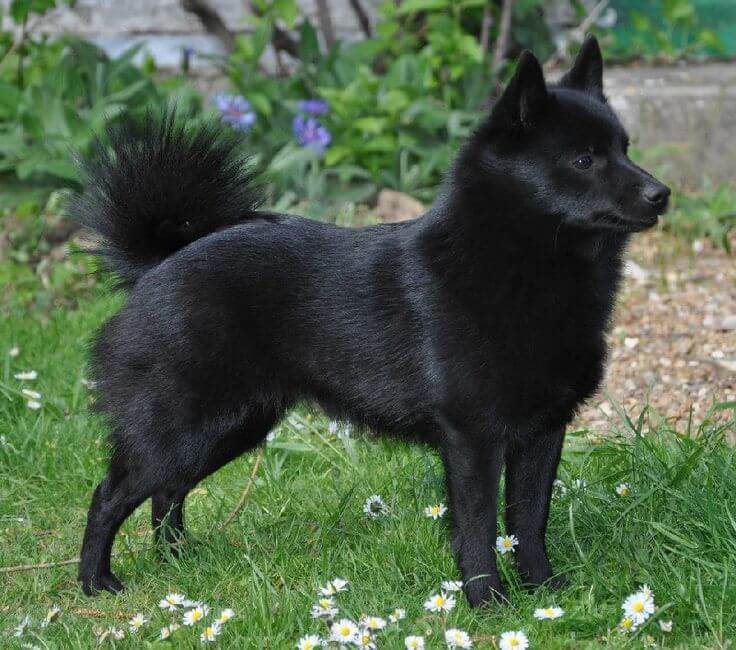 Chó Schipperke