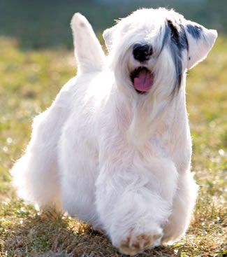 Chó Sealyham Terrier