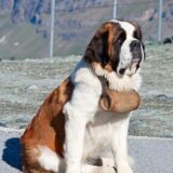 Chó St. Bernard
