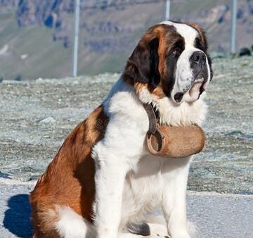 Đặc điểm và cách nuôi Chó St. Bernard