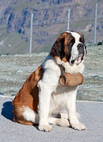 Chó St. Bernard