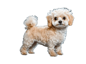 Chi-Poo
