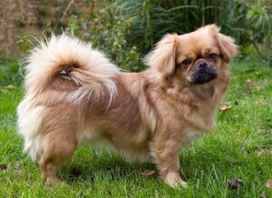 Chó Tibetan Spaniel