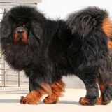 Chó Tibetan Mastiff