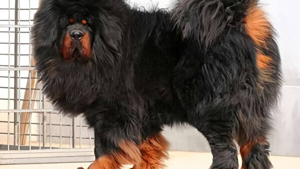 Đặc điểm và cách nuôi Chó Tibetan Mastiff