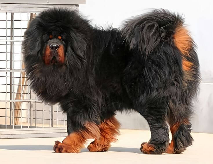 Chó Tibetan Mastiff