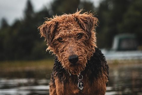 Chó Welsh Terrier