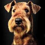 Chó Welsh Terrier