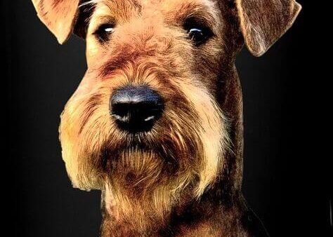 Đặc điểm và cách nuôi Chó Welsh Terrier