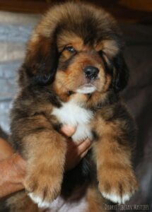 Chó Tibetan Mastiff