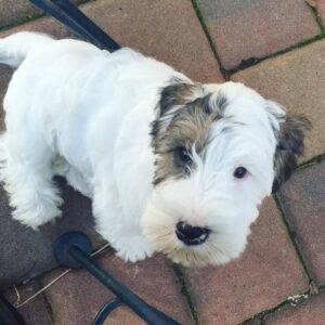 Chó Sealyham Terrier