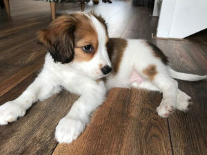 Chó Kooikerhondje