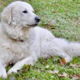 Chó Kuvasz