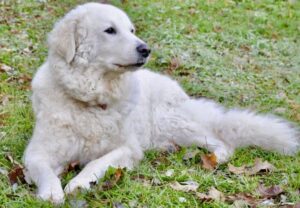 Chó Kuvasz
