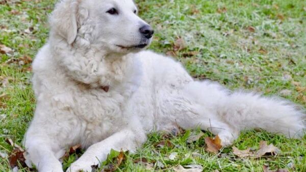 Đặc điểm và cách nuôi Chó Kuvasz