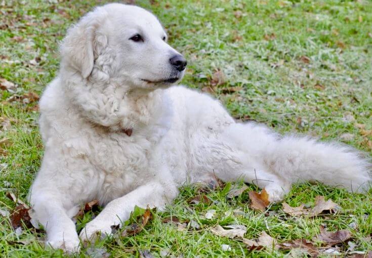 Chó Kuvasz