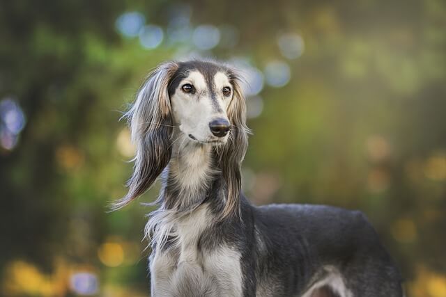 Chó Saluki