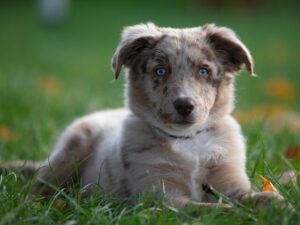 Chó Australian Shepherd