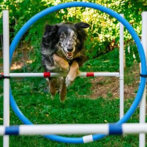 Chó Australian Shepherd
