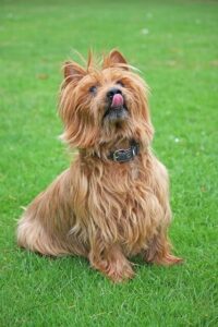 Chó Australian Terrier