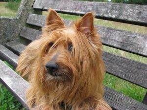 Chó Australian Terrier
