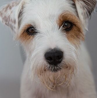 Đặc điểm và cách nuôi Chó Parson Russell Terrier
