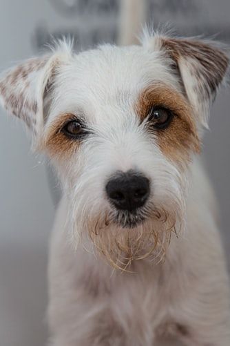 Chó Parson Russell Terrier
