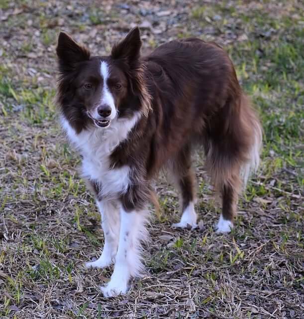 Chó Border Collie