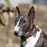 Chó Bull Terrier