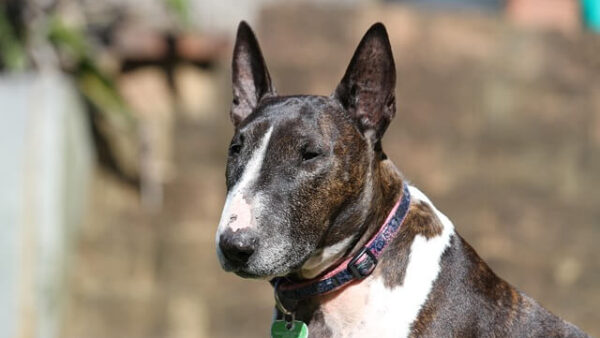 Chó Bull Terrier