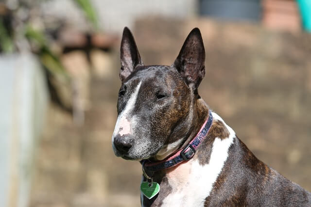 Chó Bull Terrier