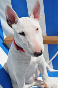 Chó Bull Terrier
