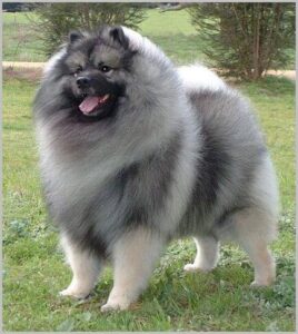 Chó Keeshond