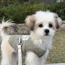 chihuamal