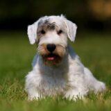Chó Sealyham Terrier