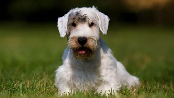 Đặc điểm và cách nuôi Chó Sealyham Terrier