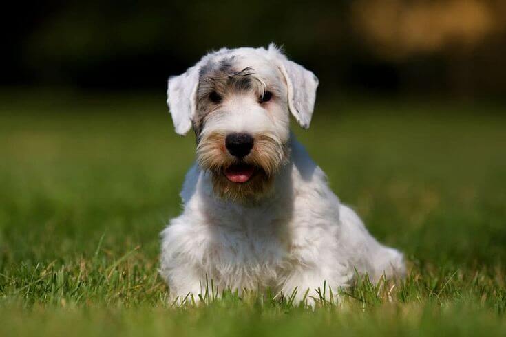 Chó Sealyham Terrier