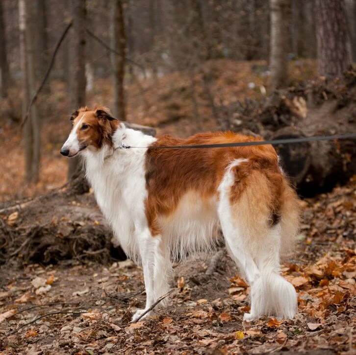 Chó Borzoi