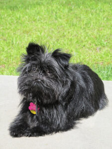 Chó affenpinscher