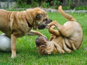 Chó Shar Pei