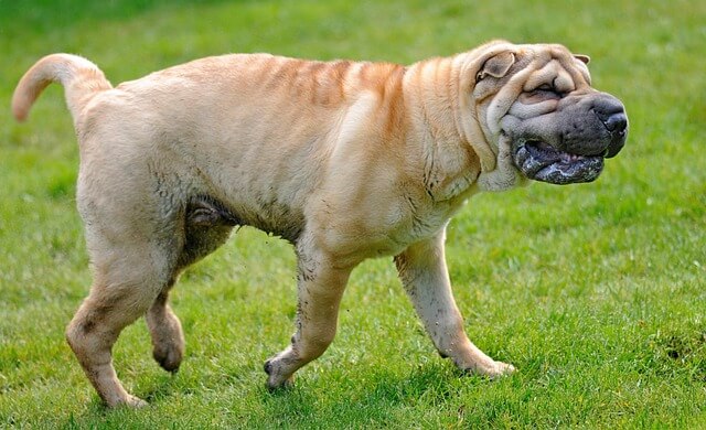 Chó Shar Pei