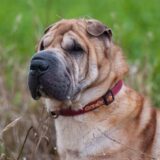 Chó Shar Pei